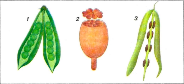 Різноманітність плодів | Тест з біології – «На Урок»